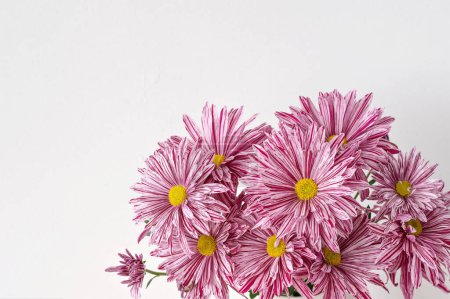 Téléchargez les photos : Bouquet de fleurs rose marguerite sur fond blanc, espace de copie vide, modèle de conception de carte de vœux floral esthétique. - en image libre de droit