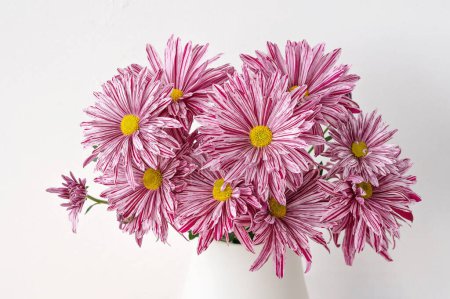 Téléchargez les photos : Bouquet de fleurs esthétiques rose chrysanthème en wase blanc sur fond blanc, lumière naturelle douce, mise au point sélective, gros plan. - en image libre de droit