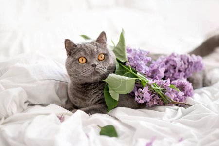 Photo for British shorthair cat laying on bed with white crumpled cotton blanket and sheets, with messy bouquet of lilac flowers, home allergic sources, domestic pet fur allergy and flowers pollen allergy. - Royalty Free Image