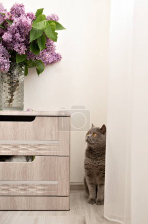 Téléchargez les photos : Chat assis sur le sol derrière le rideau regardant bouquet de fleurs lilas dans un vase, source d'allergie domestique, animal de compagnie à la maison. - en image libre de droit