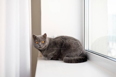 Gray British short haired cat sitting on windowsill indoor, white curtain background, soft natural sunlight from window.