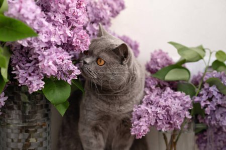 Graue britische Katze riecht Fliederblumen blühen, Haustier schnüffelt Blütenduft, tierische Sinne.