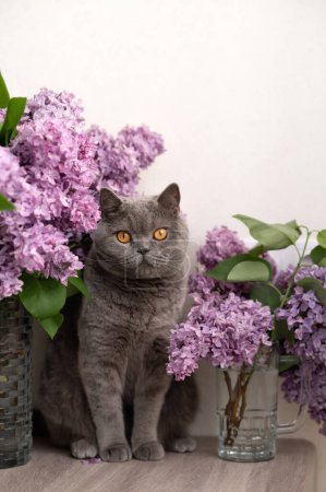 Graue kurzhaarige Katze sitzt drinnen in der Nähe von Vasen mit fliederfarbenen Blumensträußen, leerem neutralen beigen Wandhintergrund, Haustier und Blumenschmuck.