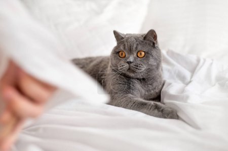 Chat britannique aux cheveux courts gris allongé sur une literie blanche, regardant la personne qui joue avec lui.