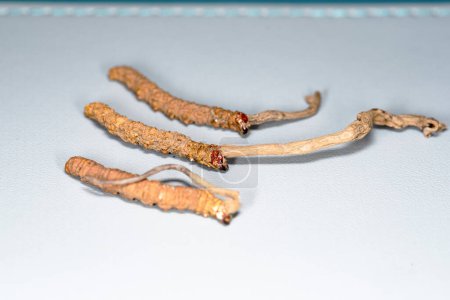 Téléchargez les photos : Champignon chinois parasite cordyceps yarsagumba - en image libre de droit