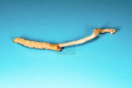 Photo for Chinese fungus parasite cordyceps yarsagumba - Royalty Free Image