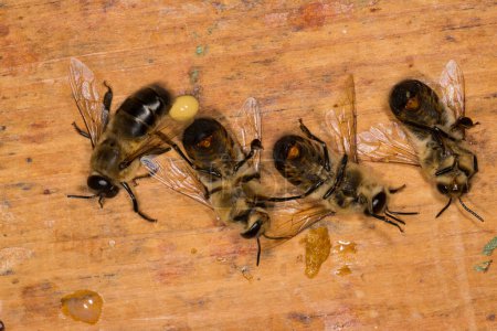 Téléchargez les photos : Drones dans une ruche - en image libre de droit