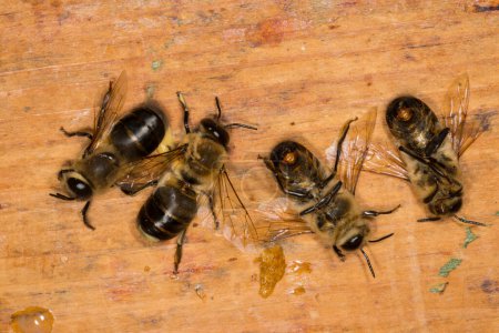 Téléchargez les photos : Drones dans une ruche - en image libre de droit