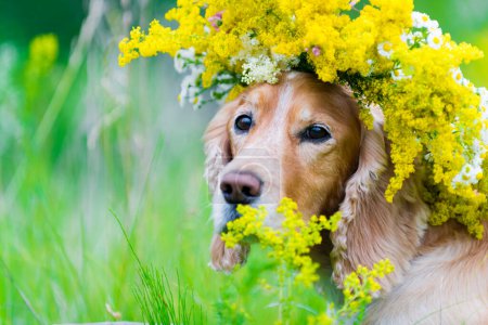 Téléchargez les photos : Chien dans une couronne sur une prairie de fleurs - en image libre de droit