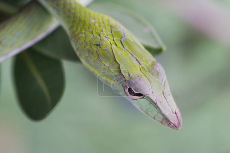 Photo for Oriental Whip Snake (Ahaetulla prasina), common names include Asian vine snake, photographed at Krabi in Thailand - Royalty Free Image