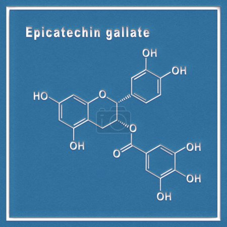 Foto de Galato de epicatequina, Fórmula química estructural sobre fondo blanco - Imagen libre de derechos