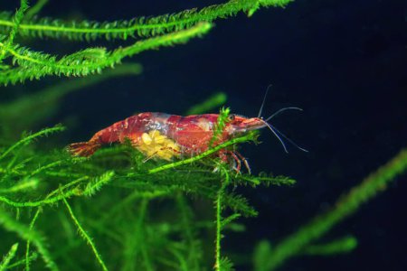 Téléchargez les photos : Red Cherry Shrimp on a moss, Female with Eggs - en image libre de droit