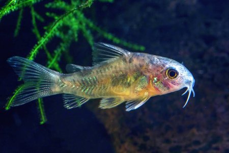 Foto de Corydoras Cleaner Fish, (Corydoras Paleatus) Cory catfish - Imagen libre de derechos