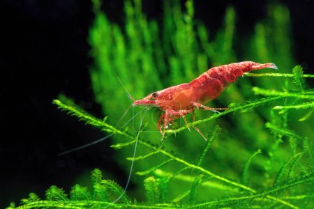 Téléchargez les photos : Red Cherry Shrimp on a moss, freshwater aquarium - en image libre de droit