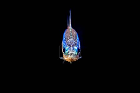 Foto de Neon tetra Tropical fish (Paracheirodon Innesi) on black background - Imagen libre de derechos