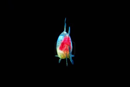 Photo for Neon tetra Tropical fish (Paracheirodon Innesi) on black background - Royalty Free Image
