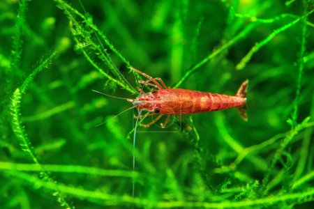 Téléchargez les photos : Red Cherry Shrimp on a moss, freshwater aquarium - en image libre de droit