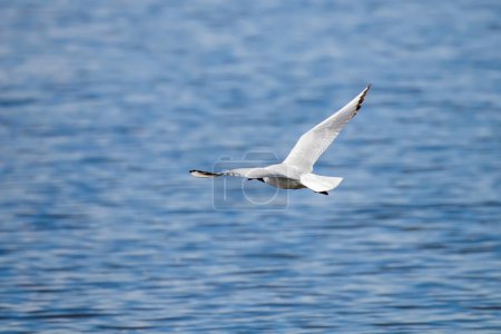 Photo for Seagull soaring majestically above the glistening water - Royalty Free Image
