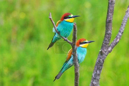 Photo for European Bee-eater perched on a branch (Merops apiaster) - Royalty Free Image