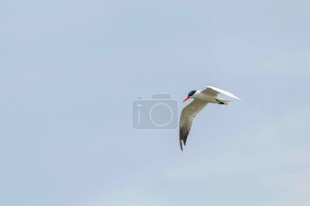 Photo for Caspian Tern in flight against blue sk - Royalty Free Image