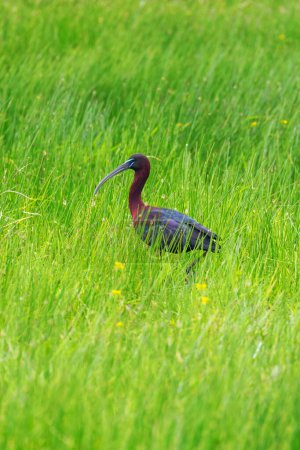 Téléchargez les photos : Ibis luisant se nourrissant dans les prairies marécageuses (Plegadis falcinellus) - en image libre de droit