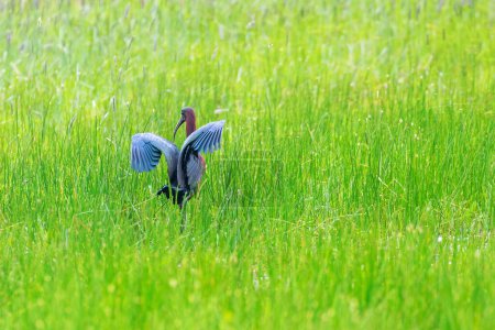 Téléchargez les photos : Ibis luisant se nourrissant dans les prairies marécageuses (Plegadis falcinellus) - en image libre de droit