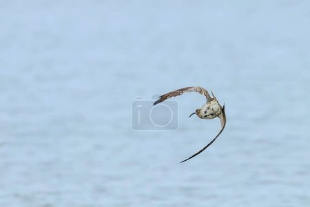 Eurasian Curlew flying over water surface Wildlife Scen