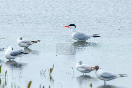 Photo for Caspian Tern among seagulls in water (Hydroprogne caspia) - Royalty Free Image