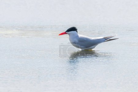 Photo for Caspian Tern resting on water surface (Hydroprogne caspia) - Royalty Free Image