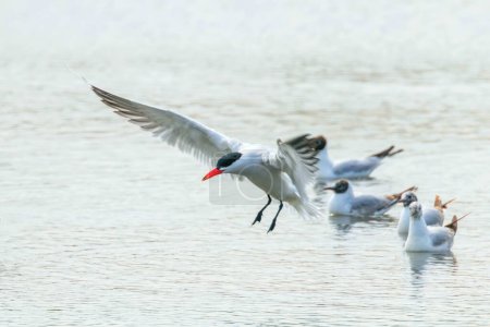Photo for Caspian Tern landing in water (Hydroprogne caspia) - Royalty Free Image