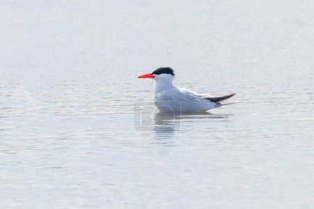 Photo for Caspian Tern resting on water surface (Hydroprogne caspia) - Royalty Free Image