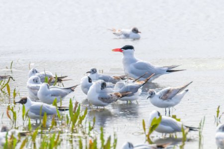Photo for Caspian Tern among seagulls in water (Hydroprogne caspia) - Royalty Free Image