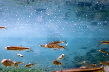 Photo for Fishes in natural habitat, Freshwater fishes underwater - Royalty Free Image