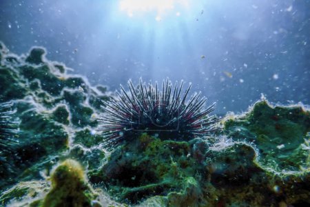 Photo for Underwater Sea Urchins on a Rock, Close Up Underwater Urchins - Royalty Free Image