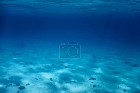 Photo for Sandy sea bottom Marine life, Underwater background - Royalty Free Image