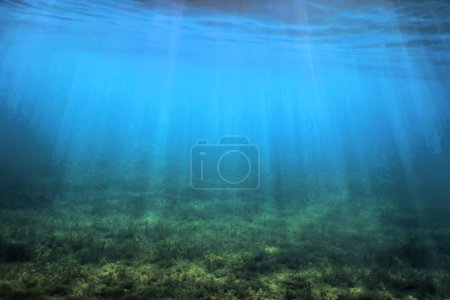 Photo for Freshwater Flora, Underwater Freshwater Landscape, Underwater Flora - Royalty Free Image