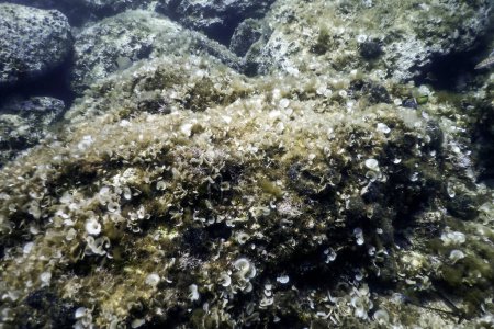 Foto de Rocas submarinas y guijarros en el fondo marino - Imagen libre de derechos