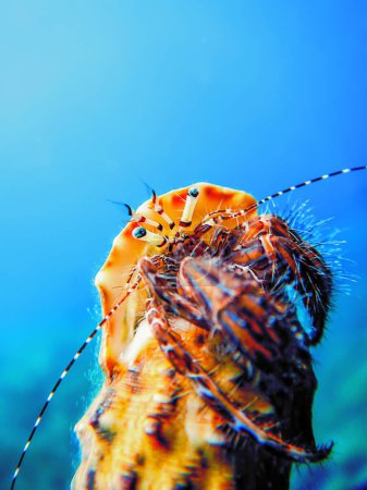 Photo for Colorful Hermit Crab Underwater Close Up - Royalty Free Image