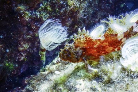 Photo for Scorpion Fish Underwater (Scorpaena notata) Wildlife - Royalty Free Image