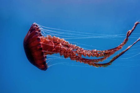 Foto de Medusas rojas bailando en el agua azul del océano, medusas brújula, vida silvestre - Imagen libre de derechos