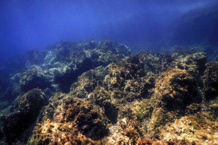 Photo for Rocks at Bottom of Ocean Floor, Underwater Life - Royalty Free Image