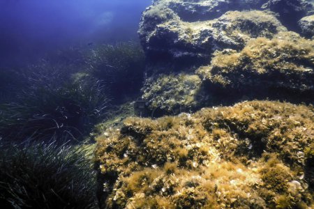 Photo for Rocks at Bottom of Ocean Floor, Underwater Life - Royalty Free Image