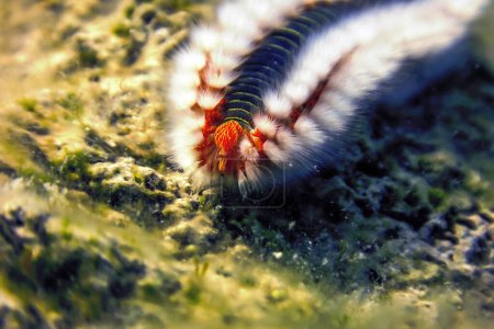 Bärtiger Feuerwurm (hermodice carunculata) unter Wasser im Mittelmeer