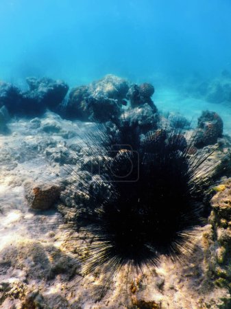 Foto de Erizo de mar espinoso largo común, (Diadema antillarum) bajo el agua, Vida marina - Imagen libre de derechos