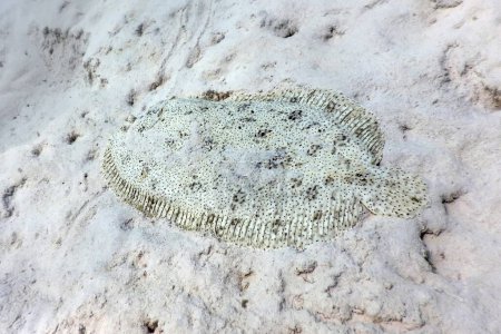 Foto de Finless Sole, peces planos camuflados sobre lecho marino arenoso (pardachirus marmoratus) Aguas tropicales, Vida marina - Imagen libre de derechos