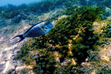 Photo for The Sohal Surgeonfish, sohal tang (Acanthurus sohal) Marine life - Royalty Free Image