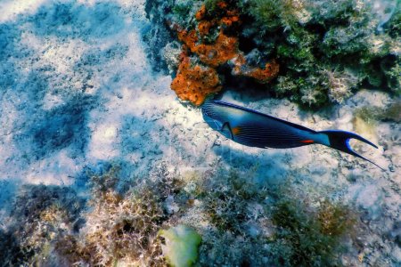 Téléchargez les photos : Le Sohal Surgeonfish, sohal tang (Acanthurus sohal) Vie marine - en image libre de droit