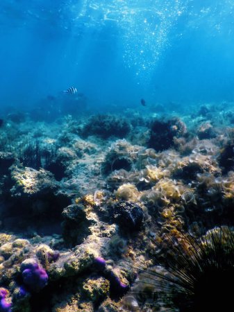 Foto de Erizo de mar espinoso largo común, (Diadema antillarum) bajo el agua, Vida marina - Imagen libre de derechos