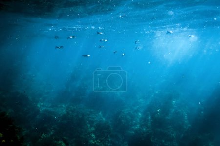 Téléchargez les photos : Eau sombre, rayons du soleil à travers l'eau, le monde sous-marin, fond de mer sombre - en image libre de droit