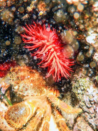 Photo for Warty Crab,  Red Anemone, Underwater Eriphia verrucosa - Royalty Free Image